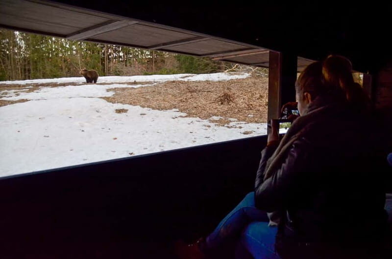 Bear watching in the Land of Volcanoes - What to Expect on Your Bear Watching Adventure