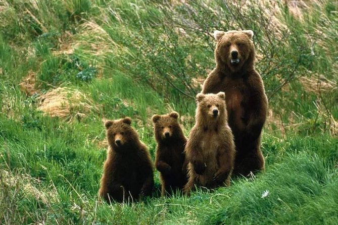 Bear Watching in the Wild From Brasov - Itinerary for Bear Watching Tour