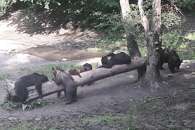 Bear Watching in the Wild From Brasov - What to Expect During the Tour