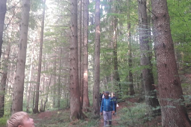 Bear Watching in the Wild From Brasov - Essential Information for Participants