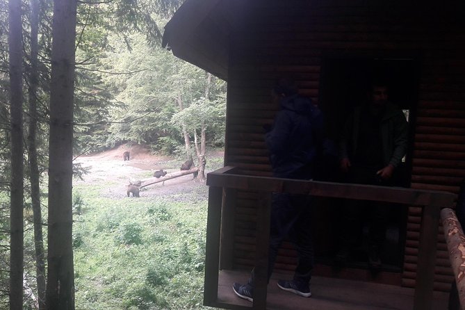 Bear Watching in the Wild From Brasov - Tips for a Successful Bear Watching Experience
