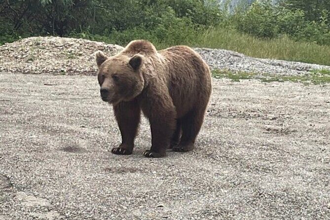 Bears and Dracula Private Full-Day Tour from Bucharest - Good To Know