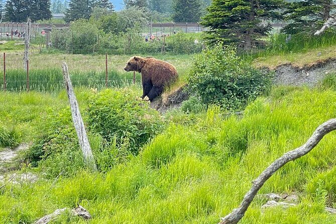 Bears & Beers Tasting Tour out of Anchorage - Good To Know