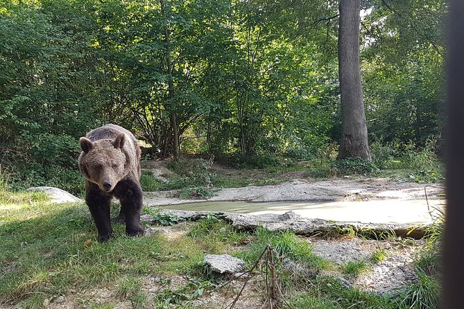 Bears Sanctuary, Dracula Castle and Brasov City - Full Day Trip From Bucharest - Brasov City Tour