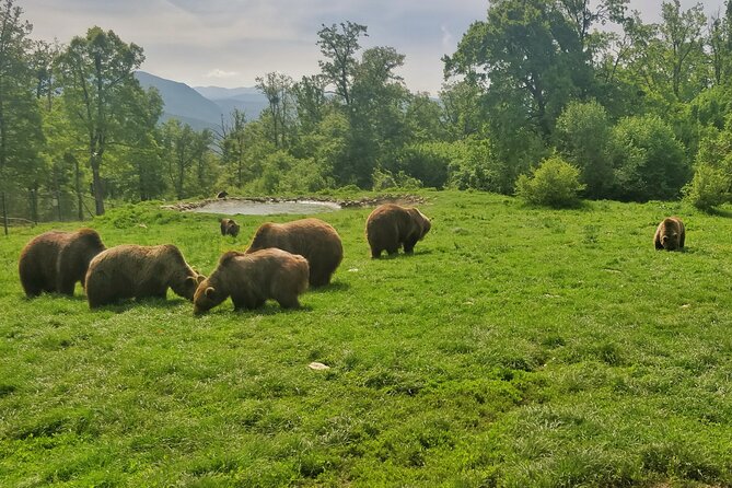 Bears Sanctuary, Dracula Castle and Poiana Brasov-Private Day Tour From Brasov - Skip-the-Line Benefits