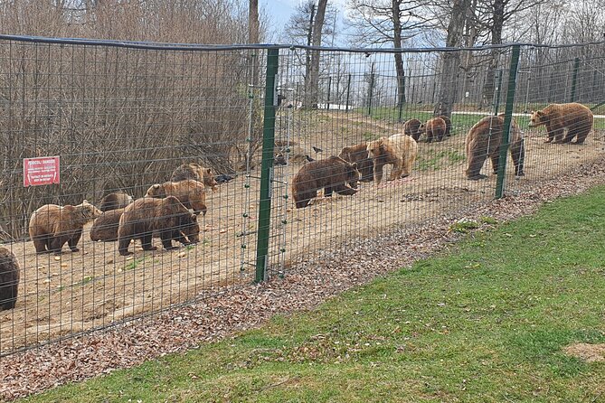 Bears Sanctuary, Draculas Castle, Brasov Day Trip Private Tour From Bucharest - Pricing and Booking Information