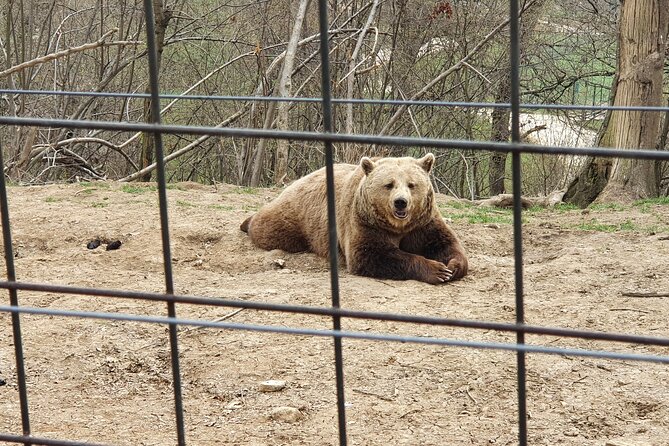 Bears Sanctuary, Draculas Castle, Brasov Day Trip Private Tour From Bucharest - Additional Tour Information