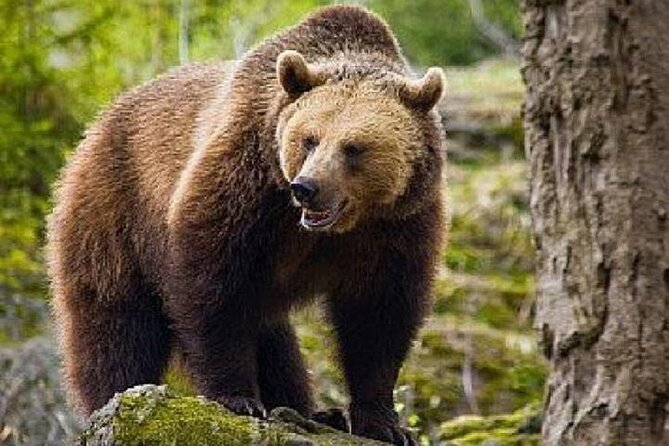 Bears Sanctuary Zarnesti,Bran Castle,Moieciu Village, Rasnov Fortress - Moieciu Village Transportation Information