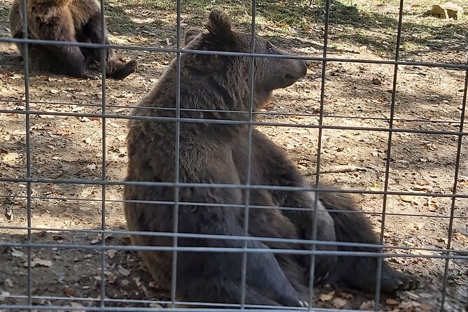 Bears Sanctuary Zarnesti,Bran Castle,Moieciu Village, Rasnov Fortress - Rasnov Fortress Entrance Tickets