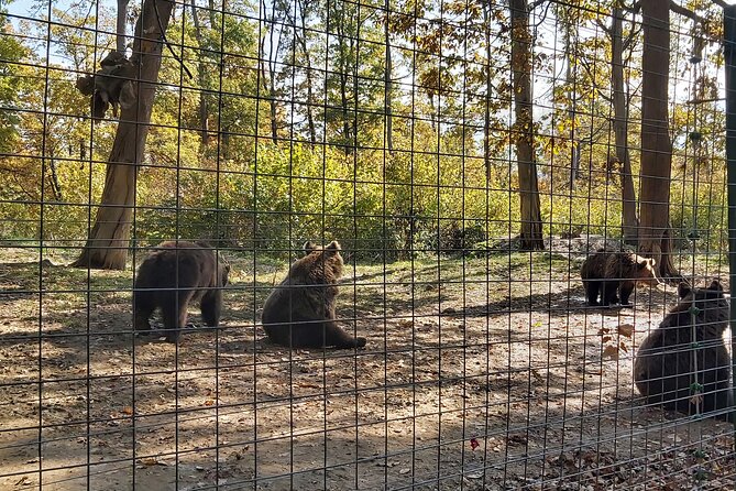 Bears Sanctuary Zarnesti,Bran Castle,Moieciu Village, Rasnov Fortress - Tour Reviews and Recommendations