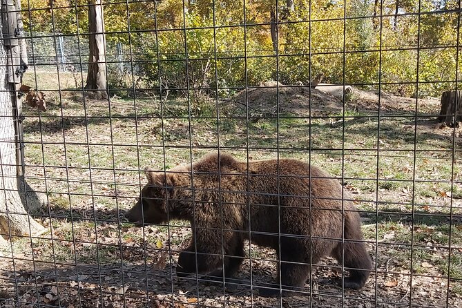 Bears Sanctuary Zarnesti,Bran Castle,Moieciu Village, Rasnov Fortress - The Sum Up