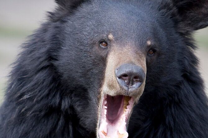 Bears, Totem Poles and Local Beer Alaskan Combo Tour - Good To Know