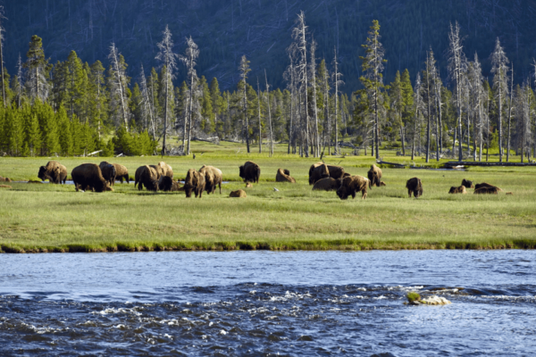 Beartooth Highway: Breathtaking Mountain Driving Tour - Frequently Asked Questions