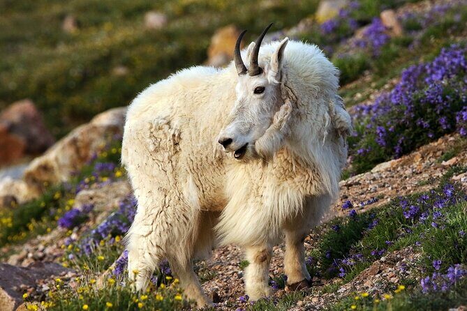 Beartooth Highway Private Tour With Wildlife Guide - Good To Know