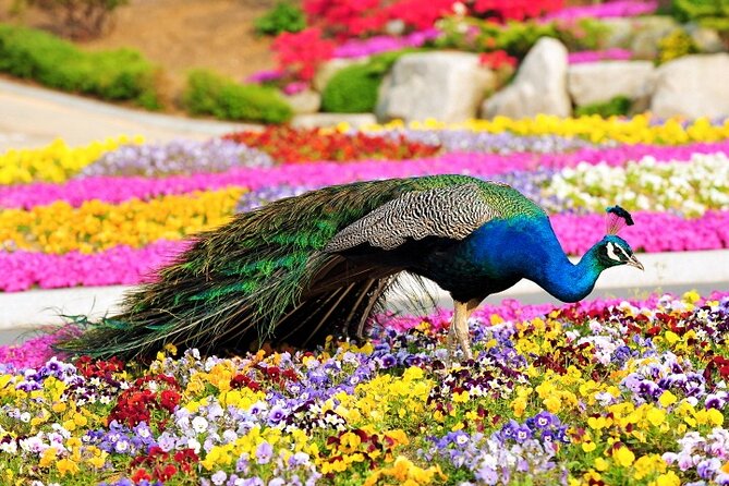 Beartree Park With Admission Ticket to Arboretum in Sejong - Arboretum Highlights