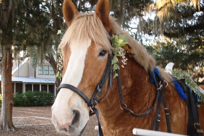 Beaufort Small-Group Historic Horse-Drawn Carriage Tour  - Hilton Head Island - Inclusions and Logistics