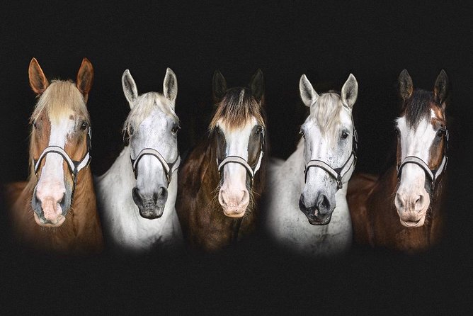 Beaufort's #1 Horse & Carriage History Tour - Common Questions
