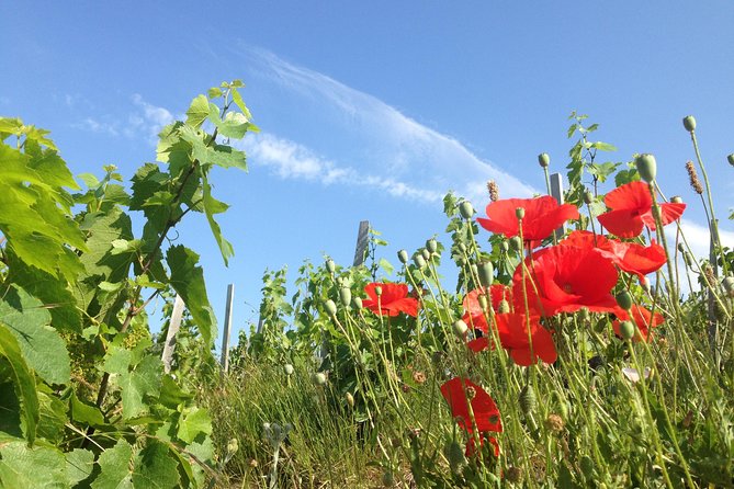 Beaujolais Crus Wines & Castles (9:00 Am - 1:30 Pm) - Small Group Tour From Lyon - Tour Highlights