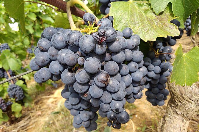 Beaujolais Half Day Wine Tasting Tour - Traveler Experiences