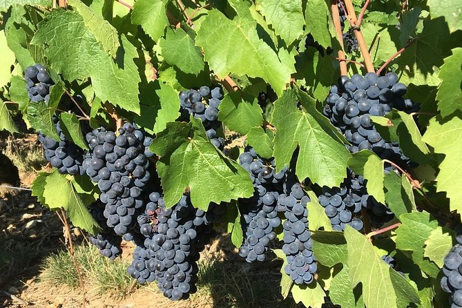 Beaujolais Wine Discovery - Private Tour - Half Day - Deluxe Minivan Transportation