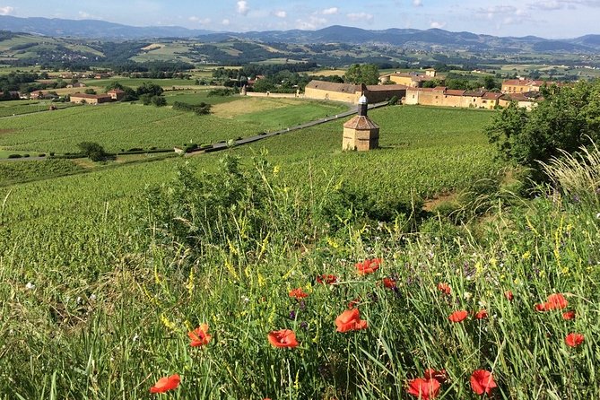Beaujolais Wine Discovery - Private Tour - Half Day - Excluded Lunch Option