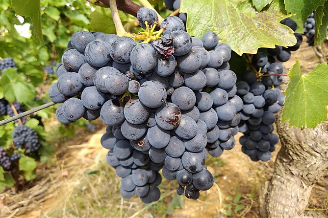 Beaujolais Wine Route, Private Tour From Lyon - Tour Details