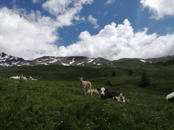 Beaulard: Trails and Flavors! - Frequently Asked Questions