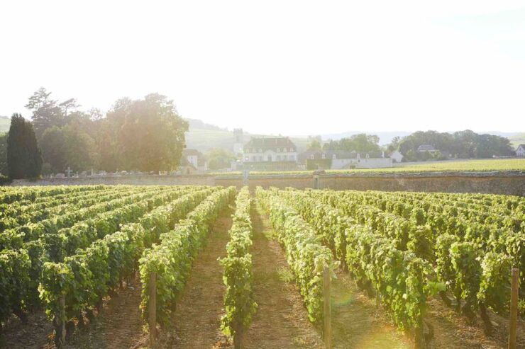 Beaune: Wine Tasting at Château De Pommard - Experience Highlights