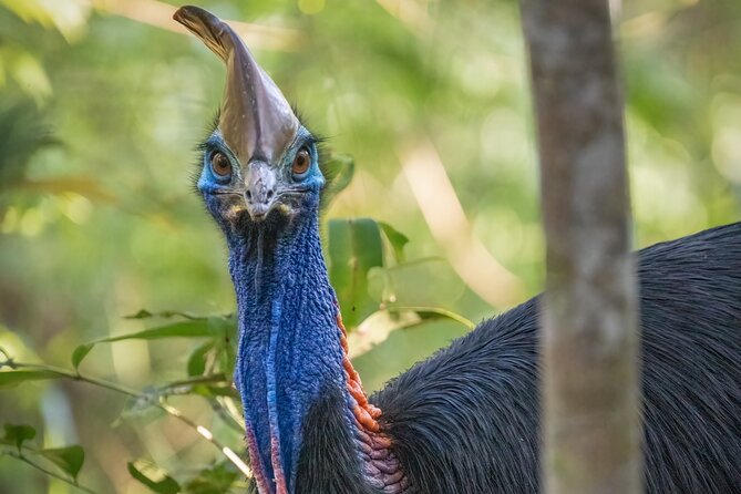Beautiful Daintree Waterfall Half-Day Hike Swim Tour With Lunch - Common Questions