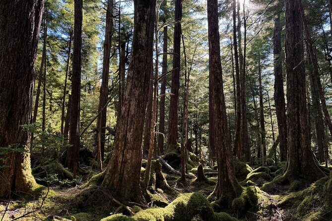 Beautiful Hike on Tongass National Forest's Lunch Creek Trail - Who Is This Tour Best For?