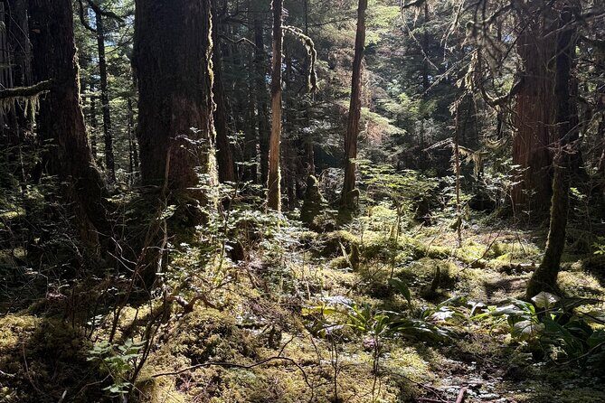 Beautiful Hike on Tongass National Forest's Lunch Creek Trail - A Walk Through Ketchikan’s Tongass National Forest: Lunch Creek Trail Hike Review