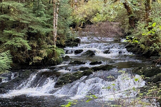 Beautiful Hike on Tongass National Forest's Lunch Creek Trail - An In-Depth Look at the Lunch Creek Trail Hike