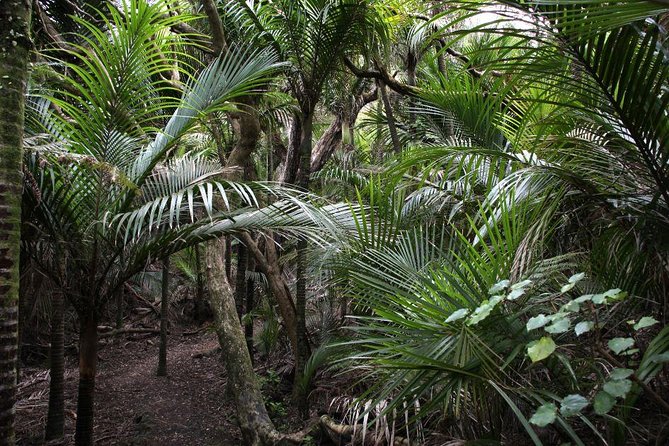 Beautiful Nature Tours Auckland - Private Tour - Additional Information and Assistance