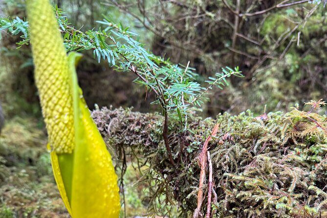 Beautiful Nature Walk On Ketchikan's Ward Creek Trail - An In-Depth Look at the Ward Creek Trail Nature Hike