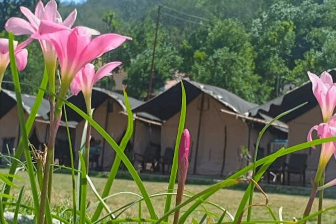 Beautiful Swiss Camping Experience in Rishikesh With Rafting - Inclusions and Activities