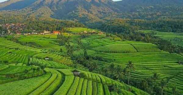 Beauty the Nature North of Bali Tour - Inclusions and Exclusions