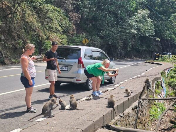 Beauty the Nature North of Bali Tour - Preparation and Restrictions