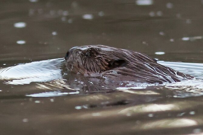 Beaver Safari and the Magic of Hortobágy - Inclusions