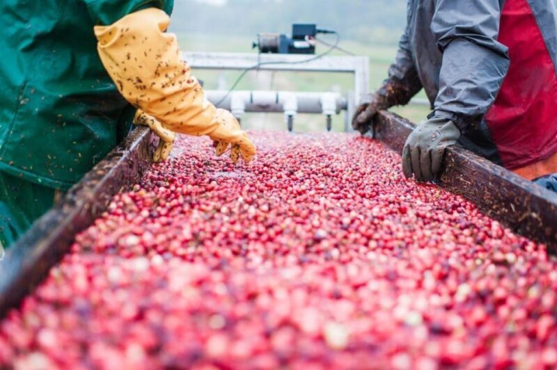 Become A Cranberry Bogger for a Day Experience - Good To Know
