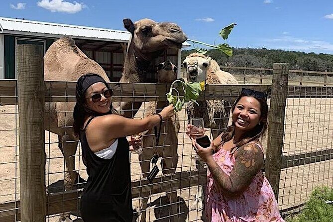 Become a Ranch Hand for a Day in Fredericksburg - A Closer Look at the Experience