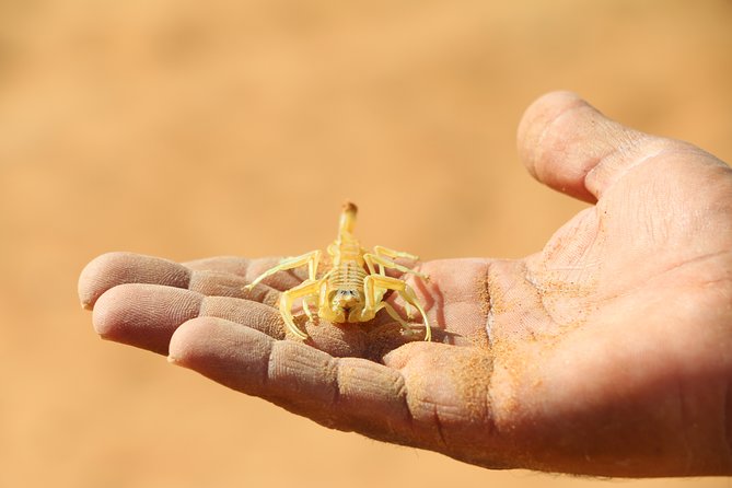 Bediyah: Nature and Animal Tour With Trekking and Bedouin Family Lunch - Pricing Options