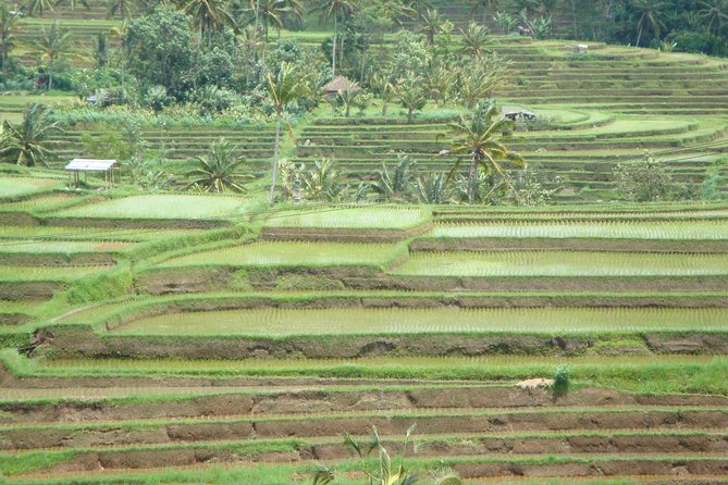 Bedugul Cultural Private Tour - Morning Market Visit