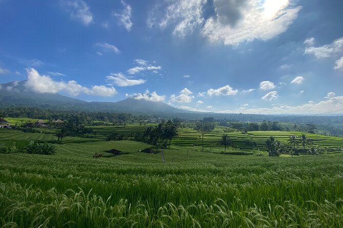 Bedugul, Jatiluwih, Tanah Lot - Cultural Exploration in Bali