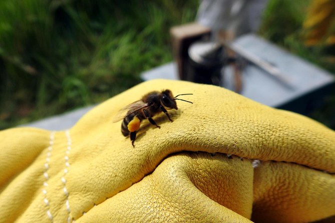 Bee Excursions in the Sierra De Cadiz - The Sum Up