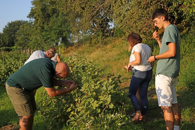 Beekeeping Farm Tour and Tasting Experience in Lazise - Directions to the Meeting Point