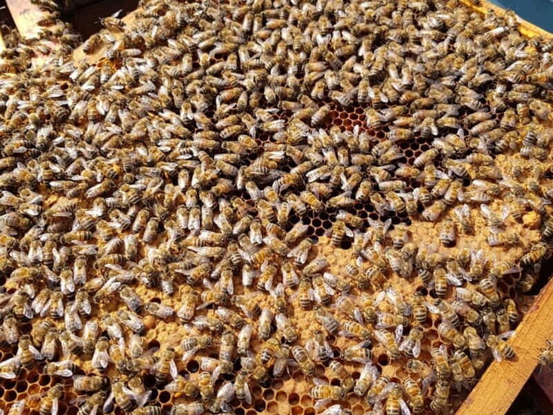 Beekeeping Tour and Honey Tasting Experience in Monferrato - FAQ