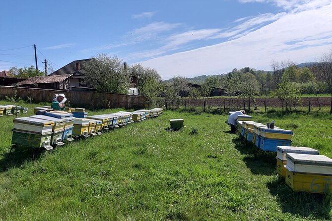 Bees Adventure in Romania - Private Day Trip From Bucharest - Cancellation Policy