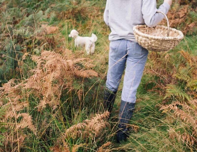 Beginner Foraging Walk: Wild food walking tour & tasters - Beginner Foraging Walk: Wild Food Walking Tour & Tasters — a Practical Review