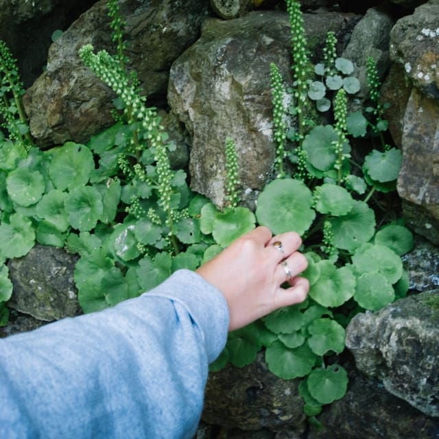 Beginner Foraging Walk: Wild food walking tour & tasters - Who Should Consider This Tour?