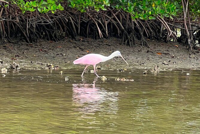 Beginner One Hour Guided Kayaking and SUP Activity - Good To Know